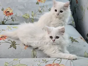 1-3 Months Female Purebred Persian