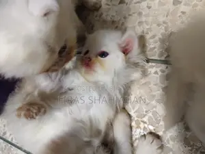 1-3 months Female Purebred Persian