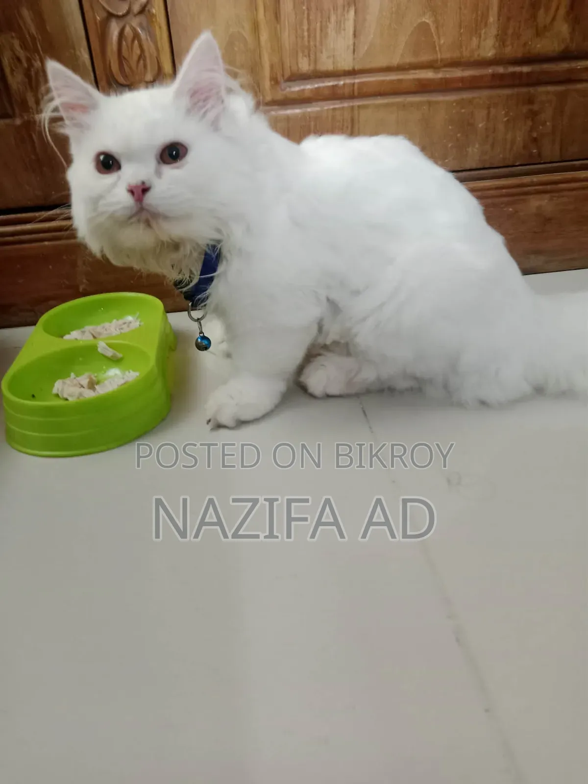 3-6 Months Male Purebred Persian