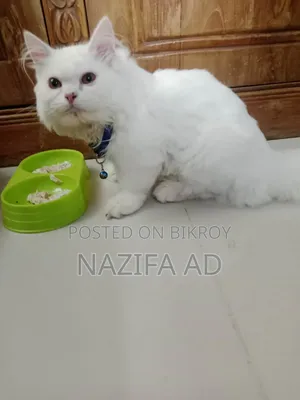 3-6 Months Male Purebred Persian