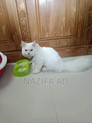 3-6 Months Male Purebred Persian