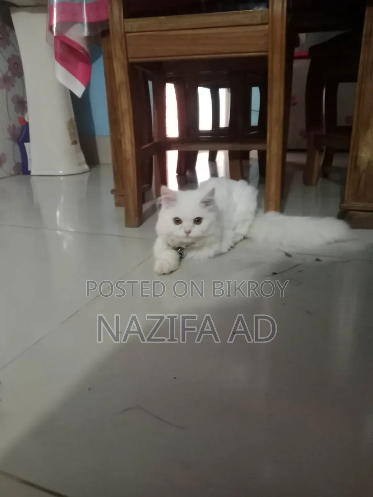3-6 Months Male Purebred Persian