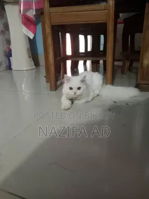3-6 Months Male Purebred Persian