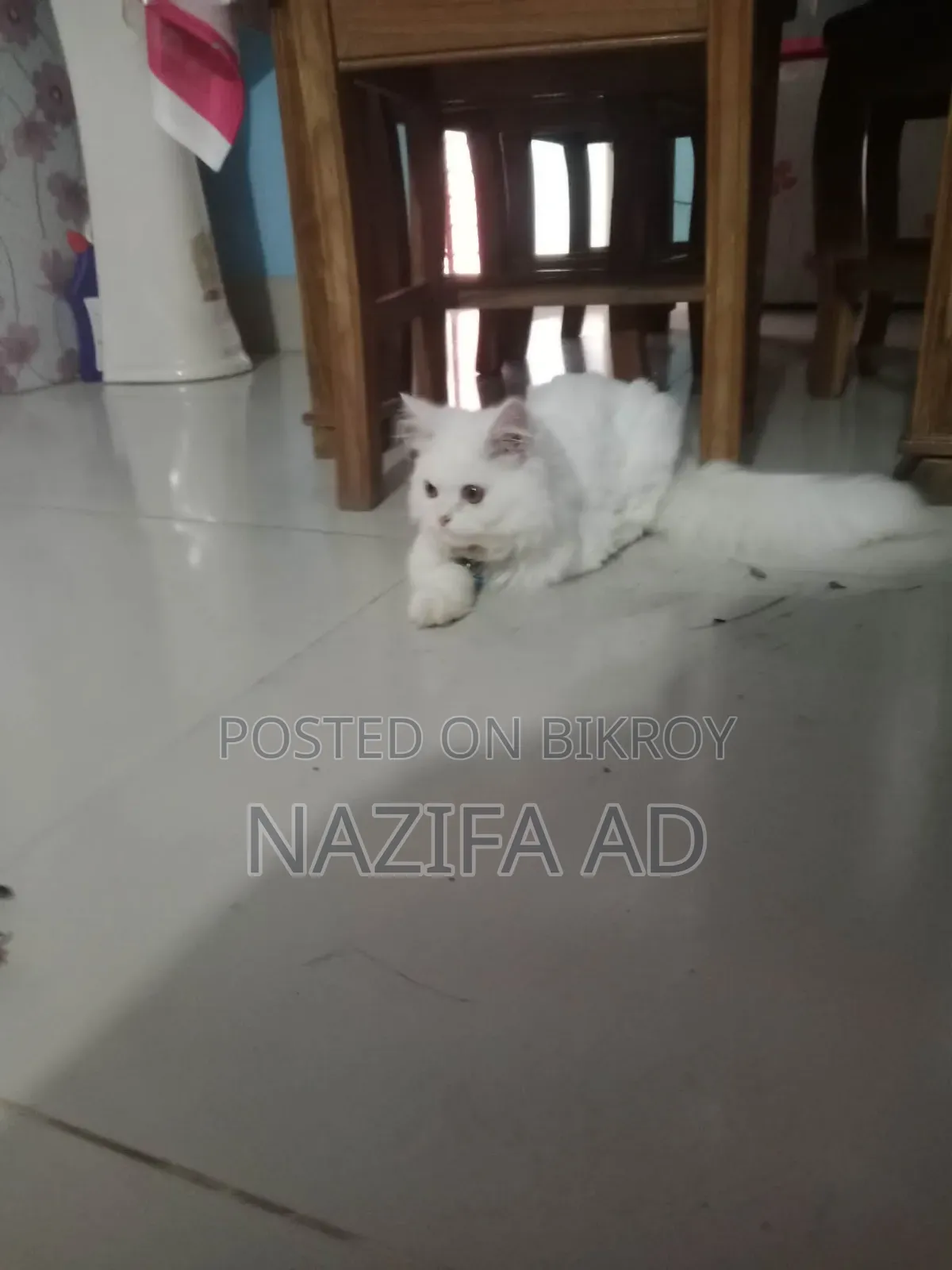 3-6 Months Male Purebred Persian