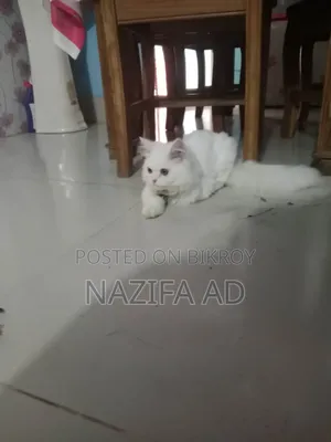 3-6 Months Male Purebred Persian
