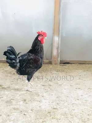 দেশি মুরগি