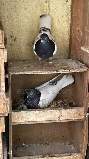 বুদাপেস্ট হাঙ্গেরিয়ান হাই ফ্লায়ার কবুতর