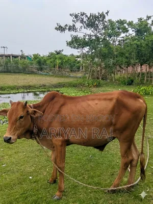 ষাঁড় বিক্রি করা হবে