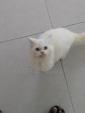 6-12 Months Male Purebred Persian Cat