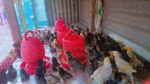 দেশী হাস এবং মুরগীর বাচ্চা বিক্রি হবে।