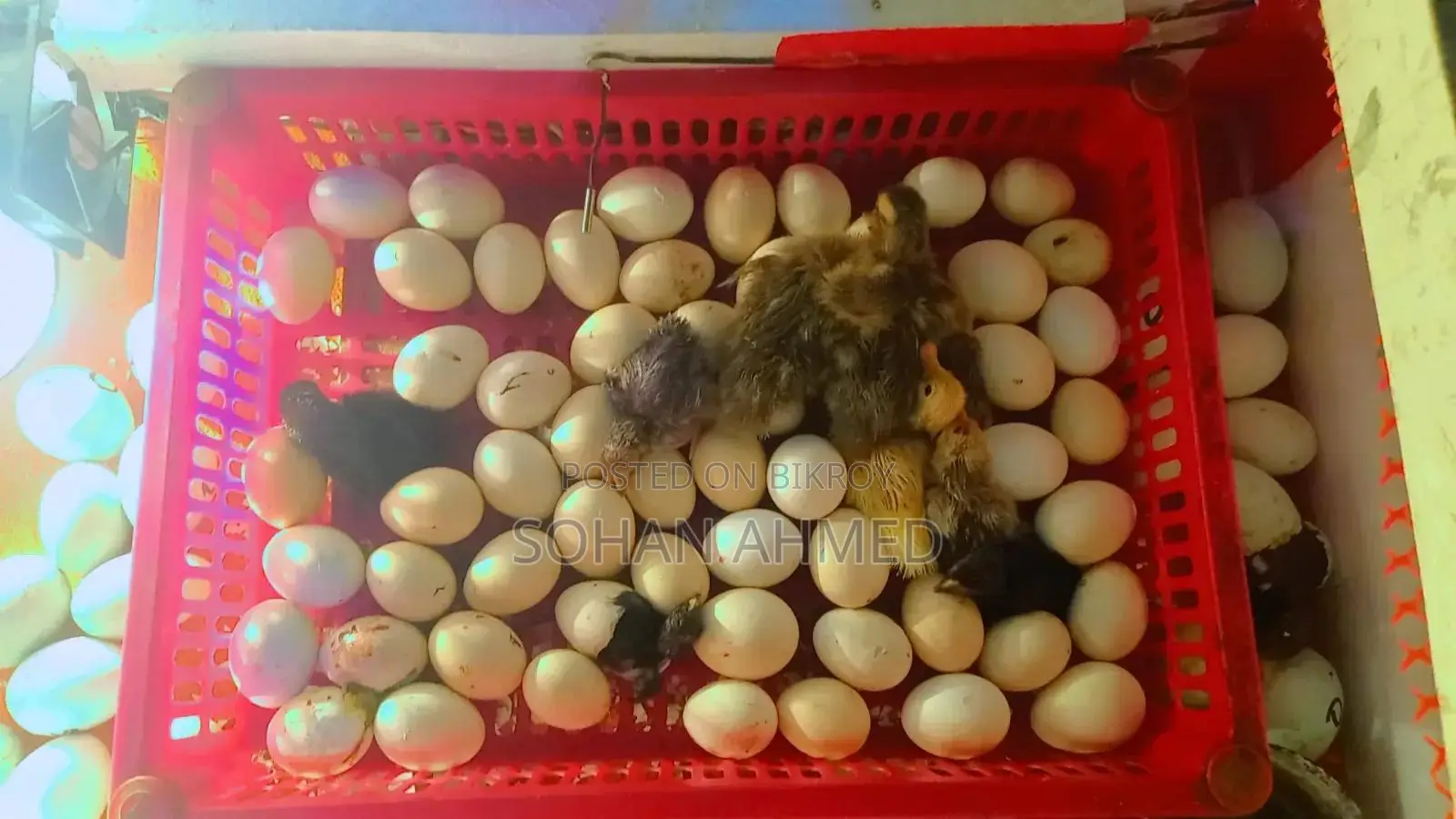 দেশী হাস এবং মুরগীর বাচ্চা বিক্রি হবে।