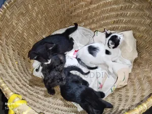 ১-৩ মাসের পুরুষ মিশ্র জাতের বেঙ্গল বিড়াল