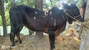 বিসমিল্লাহ এগ্রো,