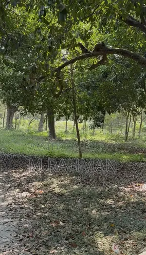 দুই পাশে প্রশস্ত রাস্তা সহ প্রিমিয়াম সবুজ জমি