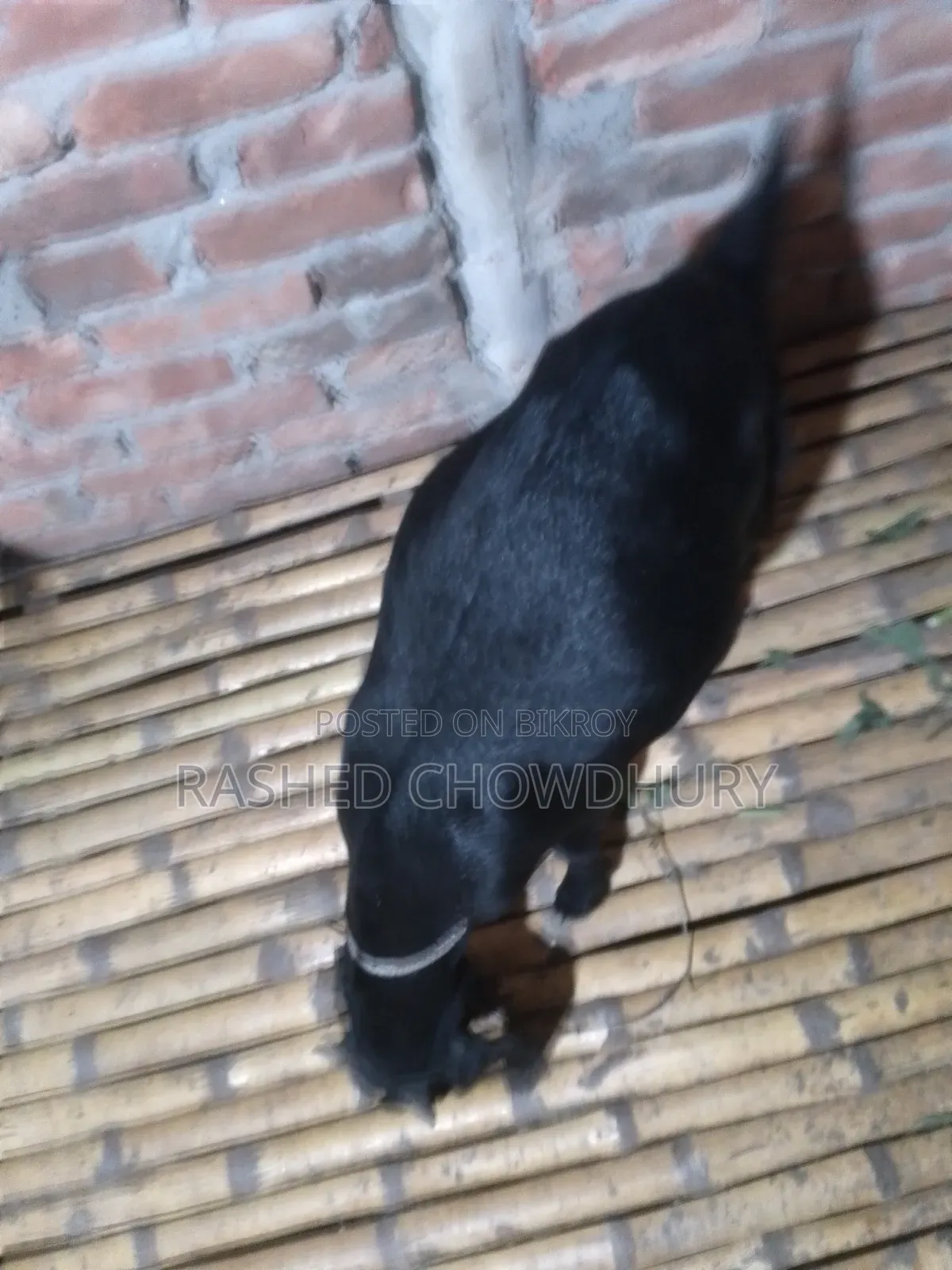 ছাগল বিক্রি হবে