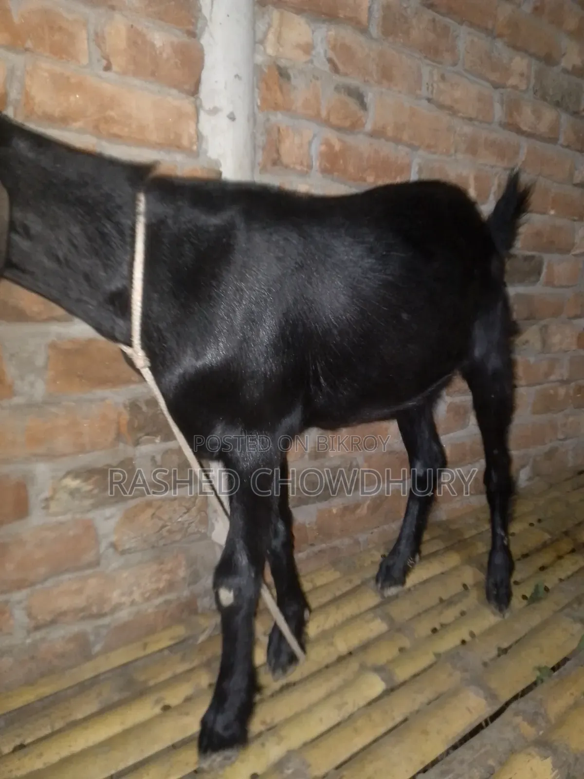 ছাগল বিক্রি হবে