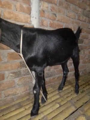 ছাগল বিক্রি হবে