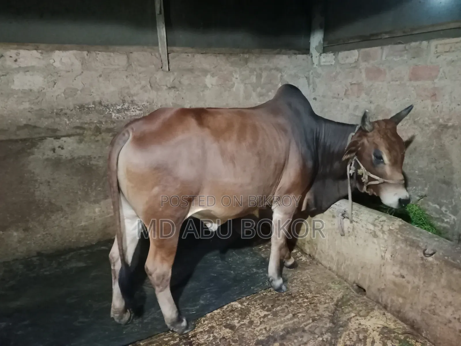 কোরবানি উপযোগী ২ টি ষার গরু
