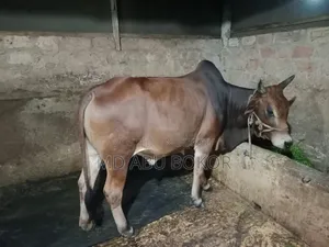 কোরবানি উপযোগী ২ টি ষার গরু