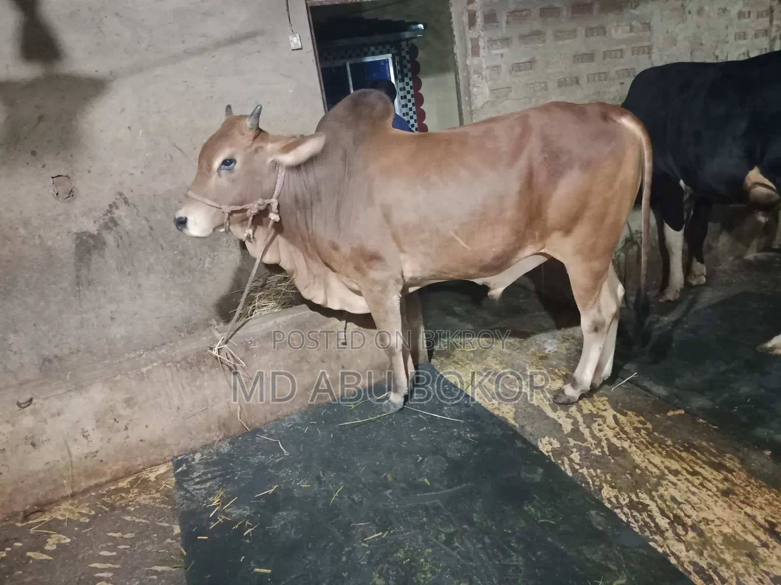 কোরবানি উপযোগী ২ টি ষার গরু