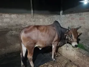 কোরবানি উপযোগী ২ টি ষার গরু