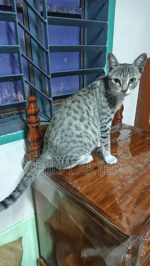 ১+ বছরের মাদি মিক্সড ব্রিড বেঙ্গল