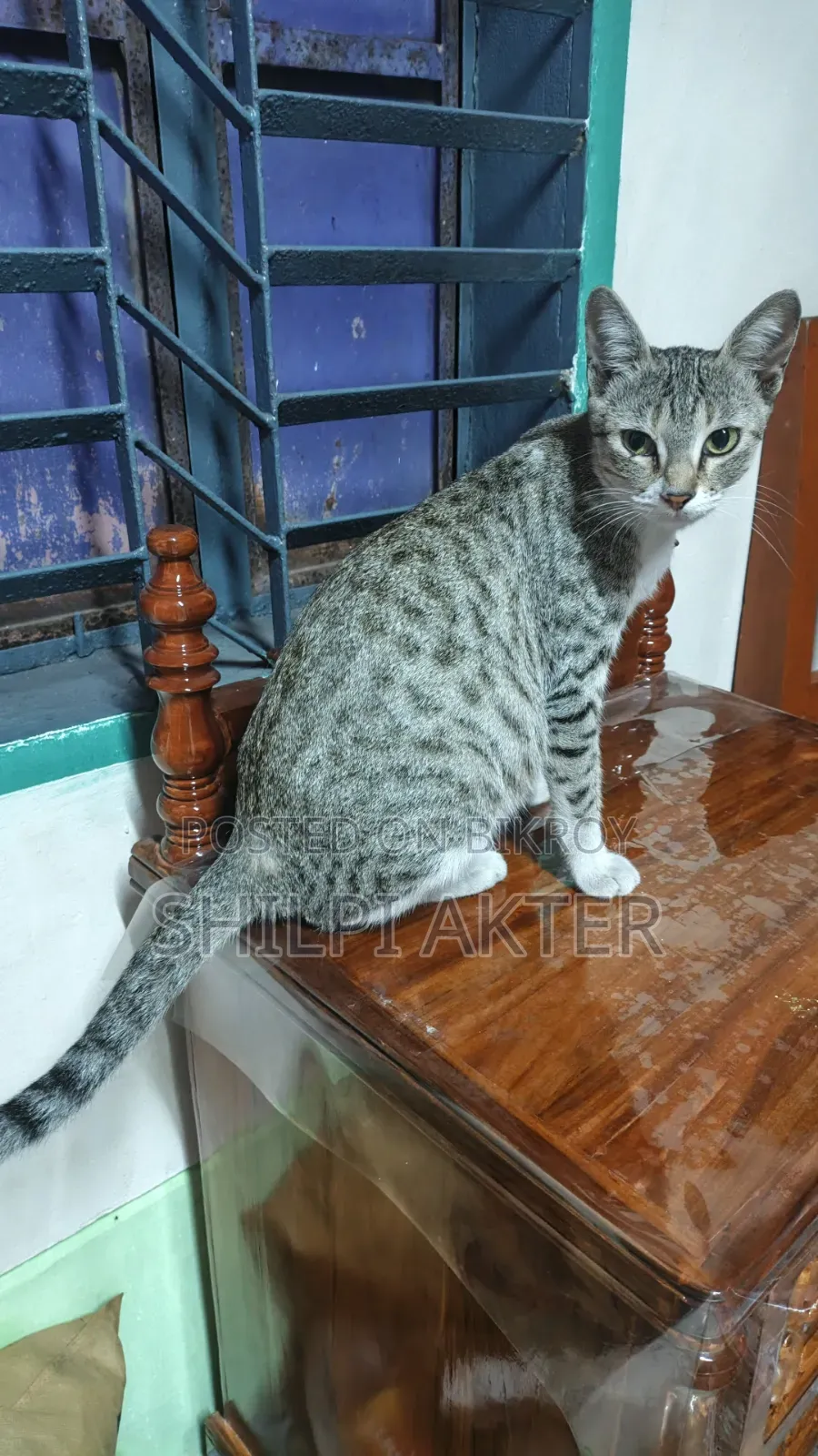 ১+ বছরের মাদি মিক্সড ব্রিড বেঙ্গল