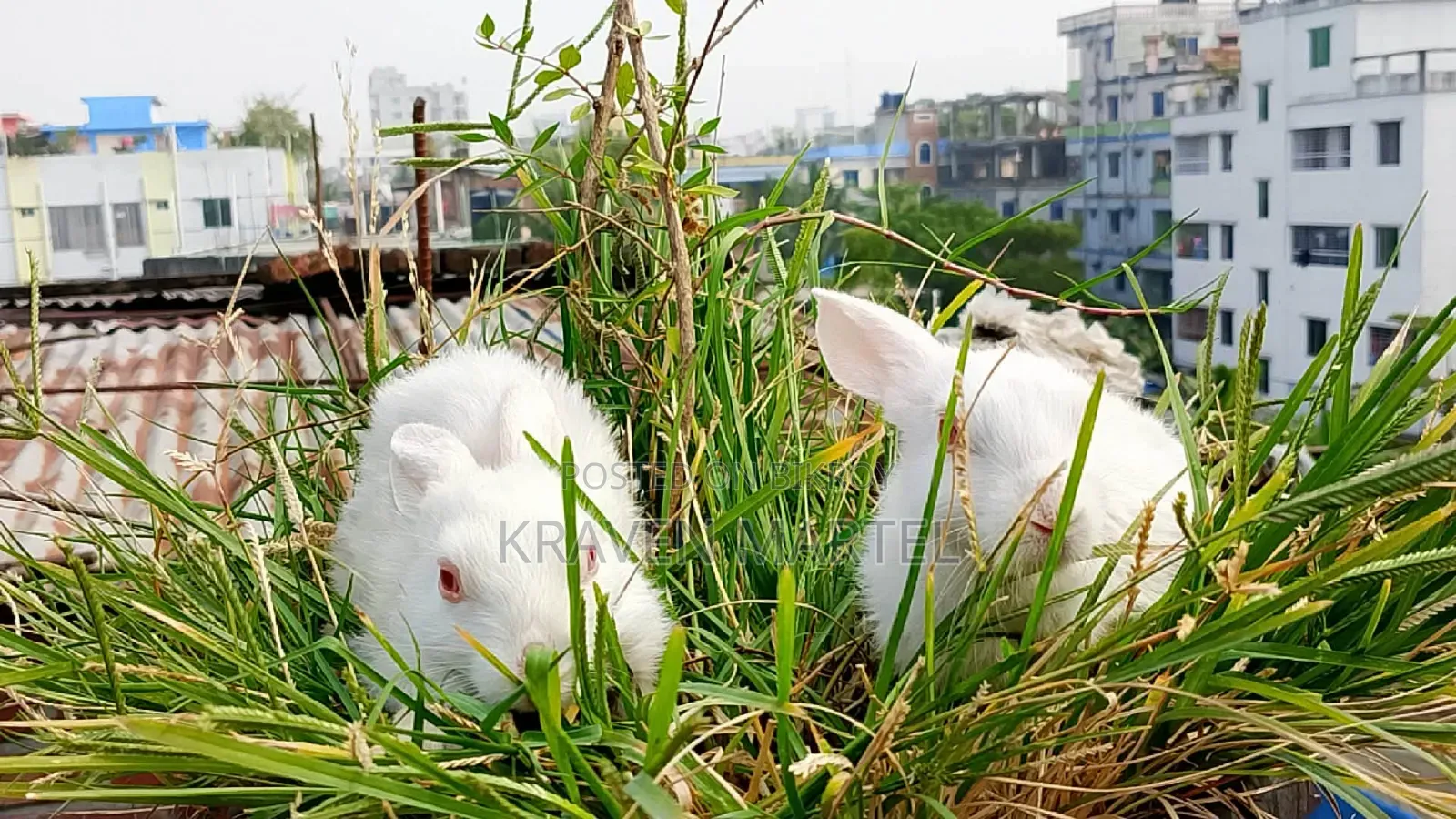 Selling some baby rabbits