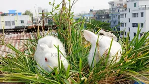 Selling some baby rabbits