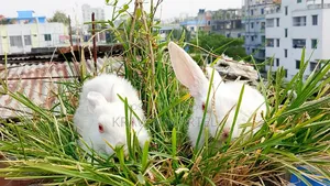 Selling some baby rabbits