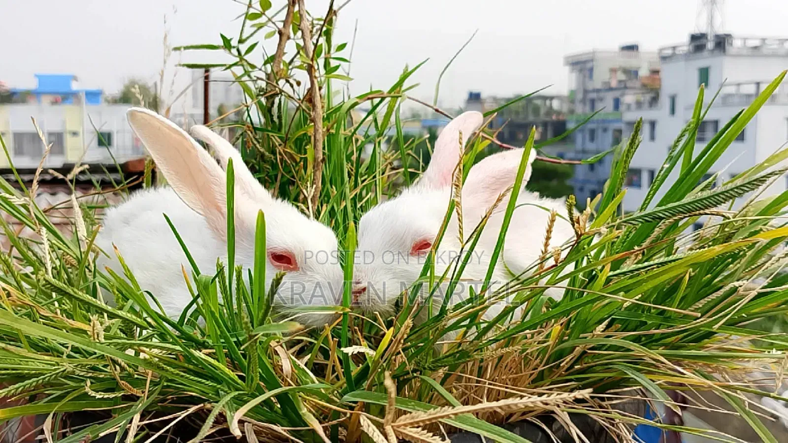 Selling some baby rabbits