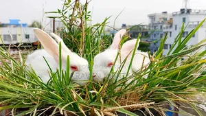 Selling some baby rabbits
