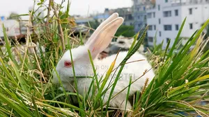 Selling some baby rabbits