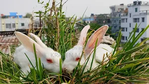 Selling some baby rabbits
