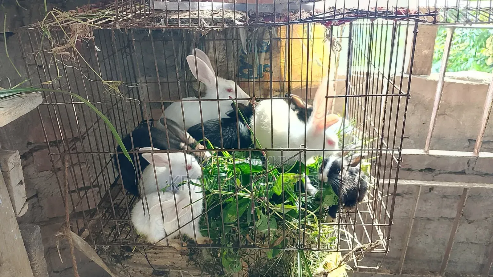 Selling some baby rabbits