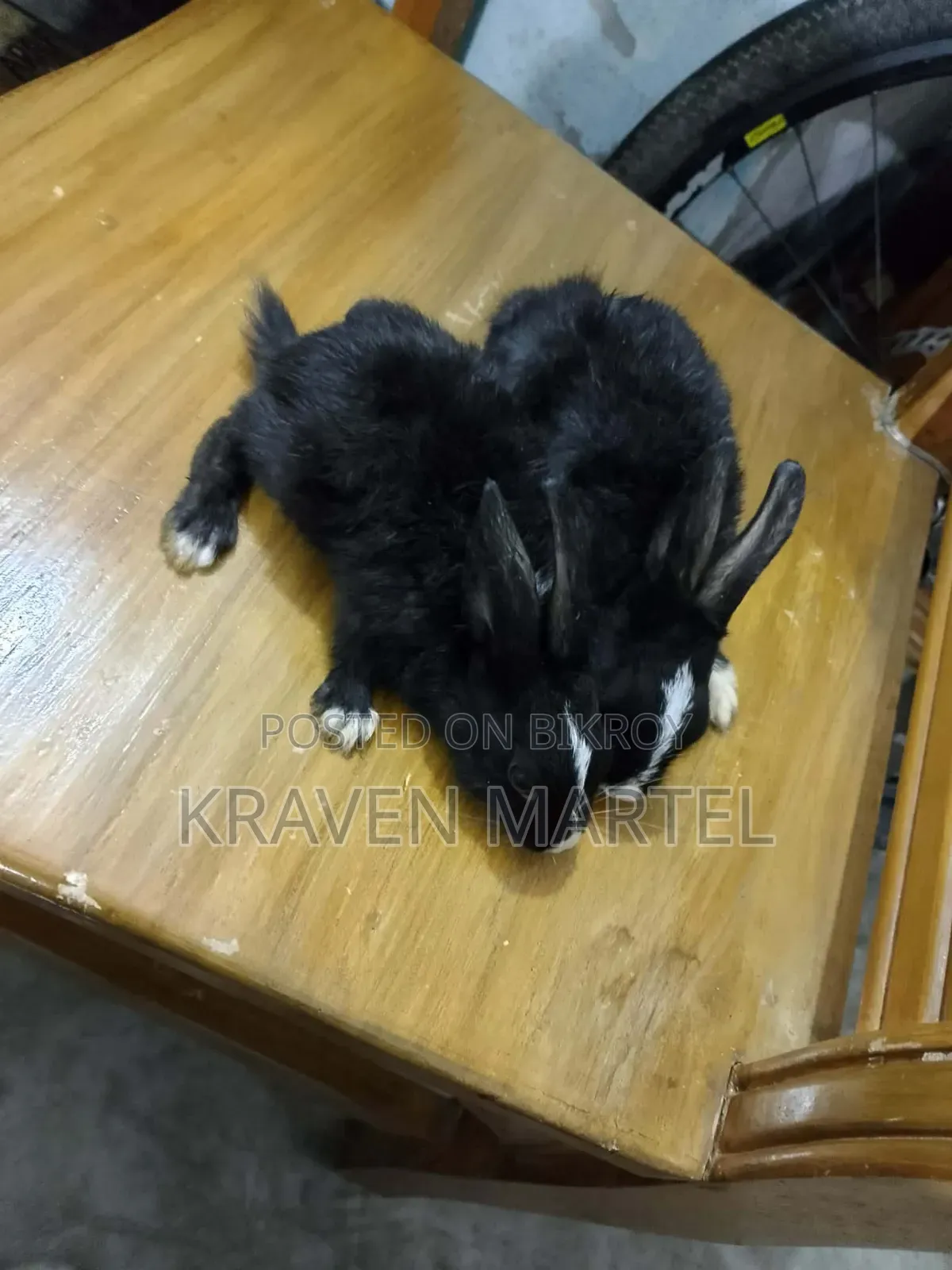 Selling some baby rabbits