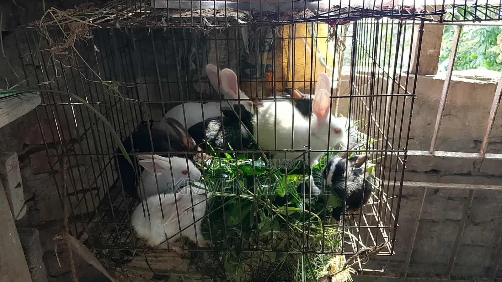 Selling some baby rabbits