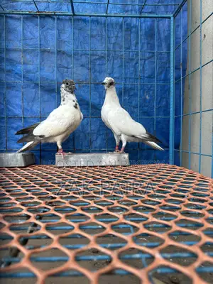 বুদাপেস্ট গ্রিন নেক হাই ফ্লায়ার বেবি