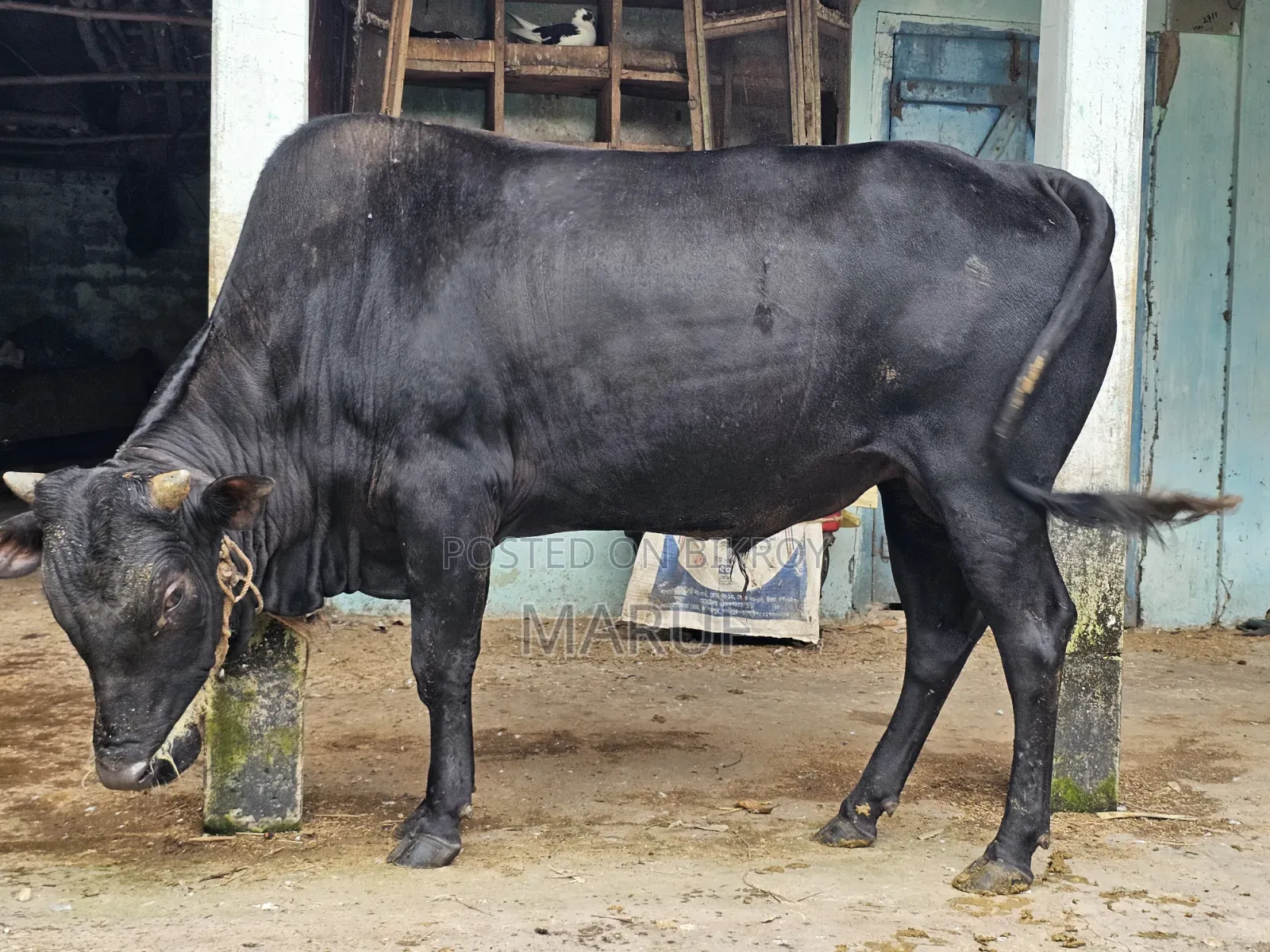 ২টি ষাড় গরু