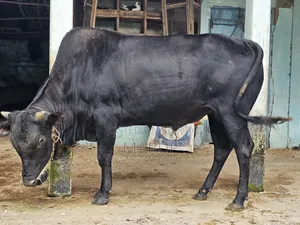 ২টি ষাড় গরু