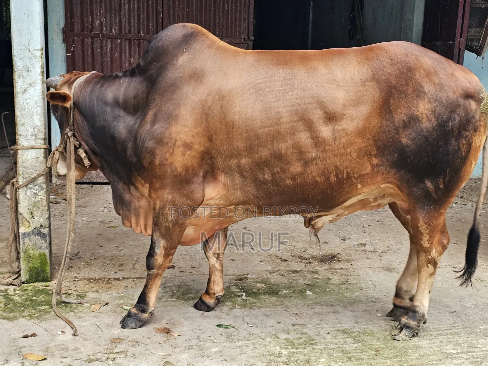 ২টি ষাড় গরু