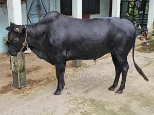 ২টি ষাড় গরু