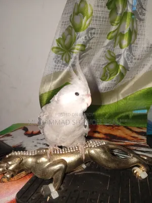 Cockatiel Bird