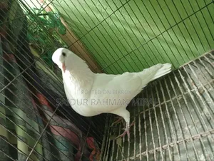 কাগজি কবুতর
