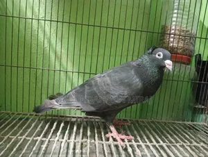 Pigeon Homa