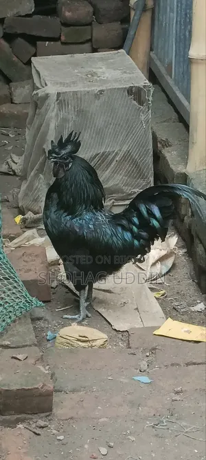 কাদকনাথ ৭ মাস+ বয়সী মোরগ,মুরগী