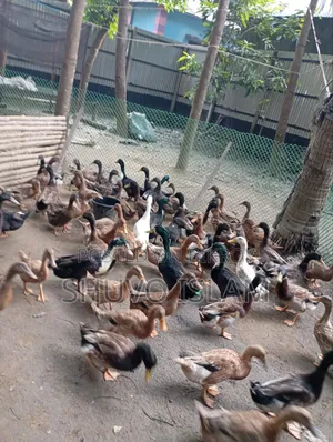পাঁতি হাঁস (মাংস খাওয়ার)