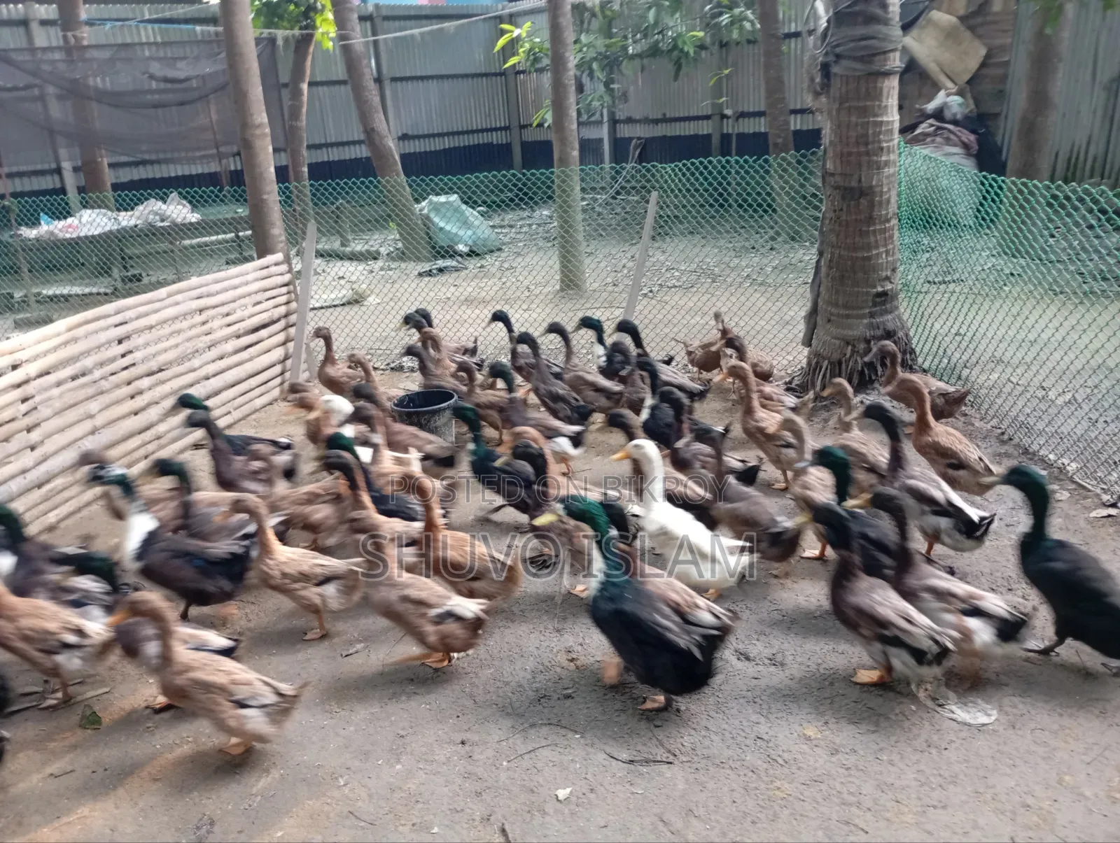 পাঁতি হাঁস (মাংস খাওয়ার)