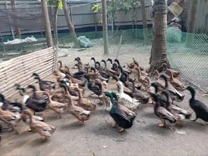 পাঁতি হাঁস (মাংস খাওয়ার)