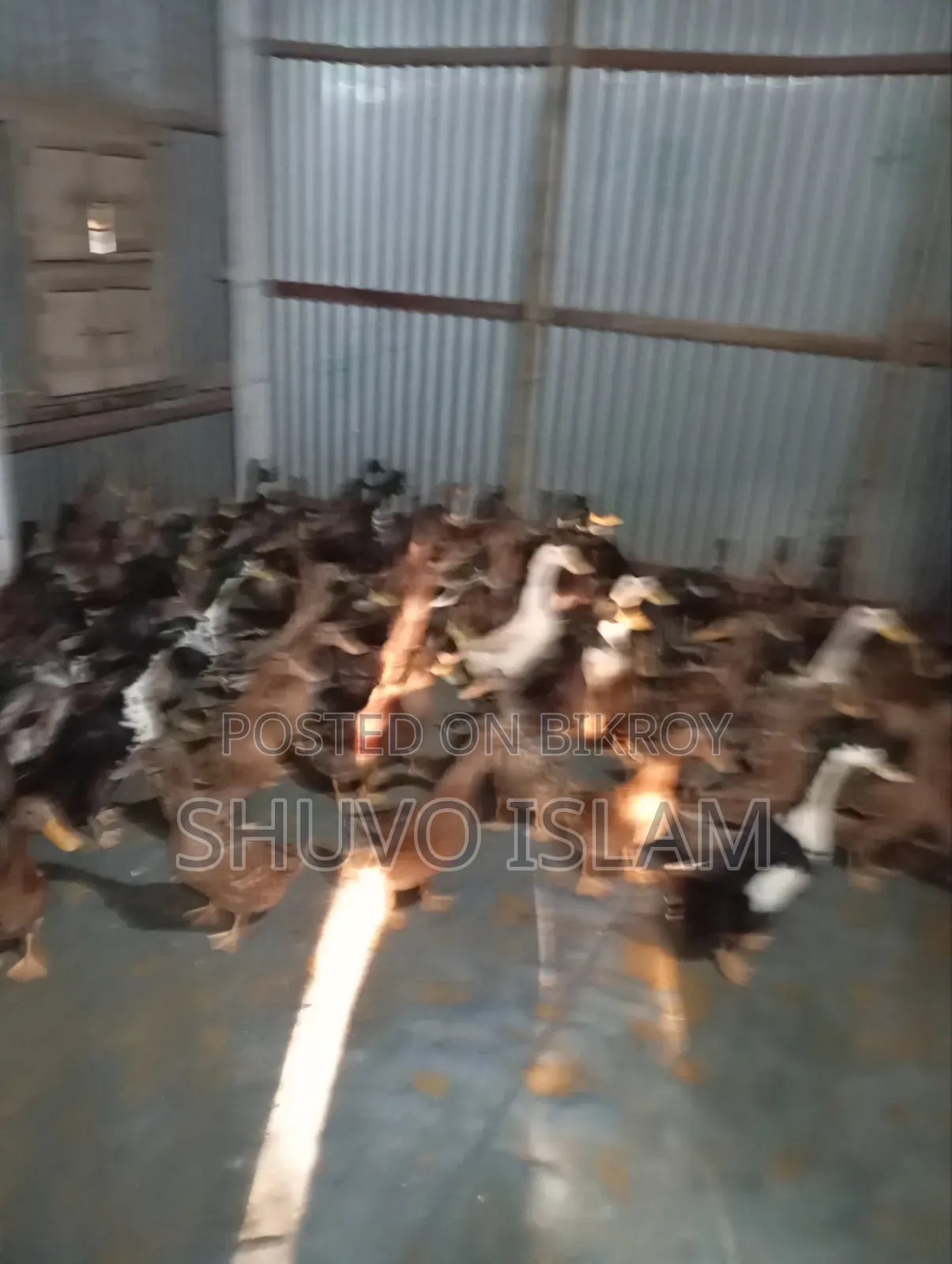মাংস খাওয়ার পাঁতি হাঁস